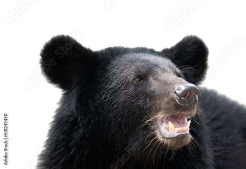 black bear isolated on solid white background