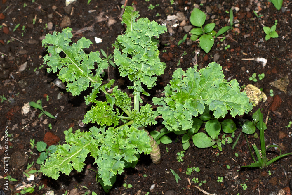 Green curly kale plant in vegetable garden, Leaf is beneficial for health lovers. High antioxidant