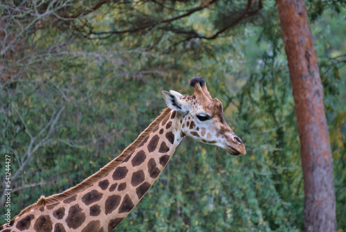 Giraffe © Thomas