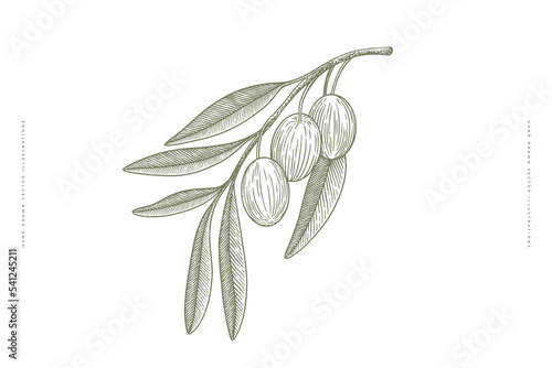 Hand-drawn branch with fruits of an olive tree. Olives in engraving style on an isolated background. Vector illustration for beauty studio, organic cosmetics, spa, shop.