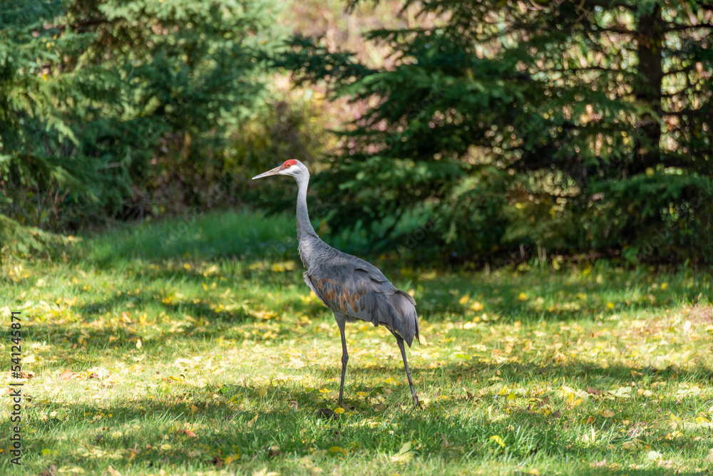 Fototapeta premium A Sandhill Crane Walking Near An Urban Woods