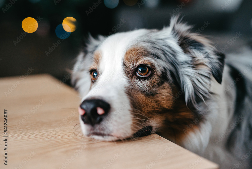 Are Australian Shepherds Allowed In Apartments