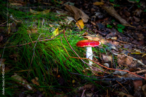 Obraz na płótnie Mushroom in the forest. Edible mushrooms. Forest in autumn w salonie