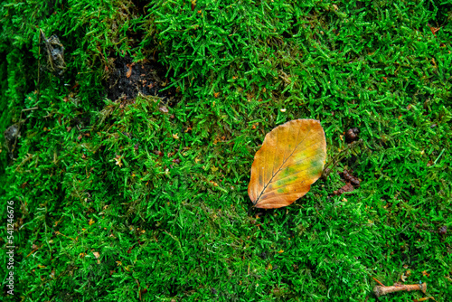 Autumn leaf on moss. Forest in autumn
