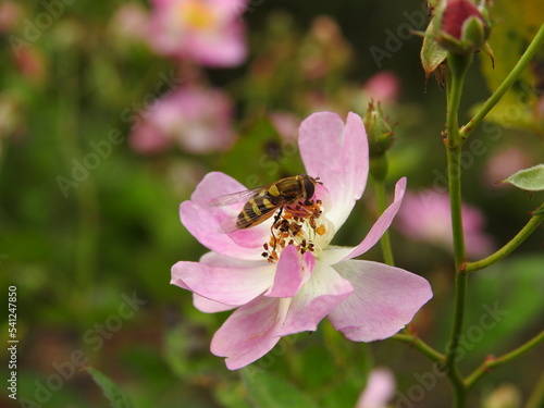 bee on a pink wild rose