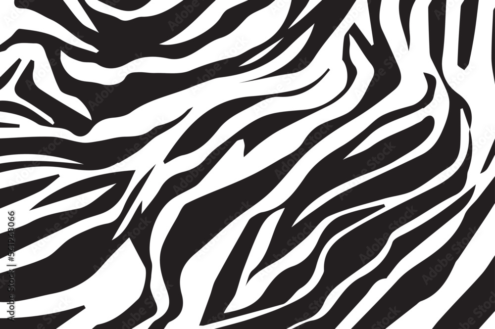 Beautiful black and white stripes of zebras Beautiful black and white stripes of zebras