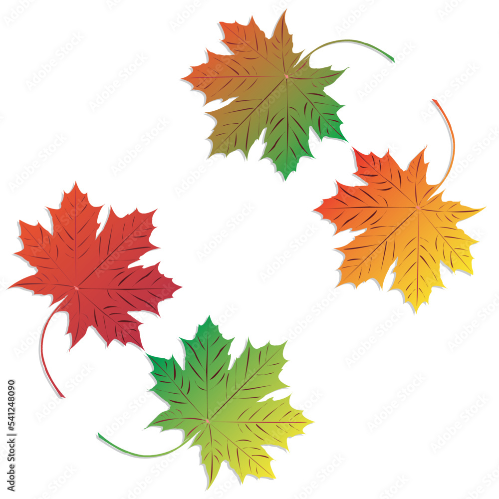 beautiful maple leaf background beautiful maple leaf background