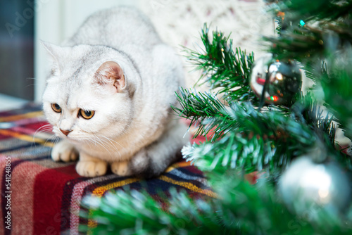Cute british silver cat plays with christmas decorations.