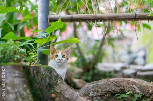 Wallpaper Mural 切り株から顔を覗かせる可愛らしい子猫 Torontodigital.ca