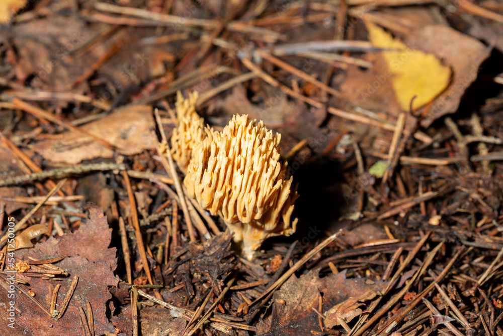 Goatsbeard Ramaria flava in pine forests of Eastern Baltic Gulf of Finland in late summer Goatsbeard Ramaria flava in pine forests of Eastern Baltic Gulf of Finland in late summer