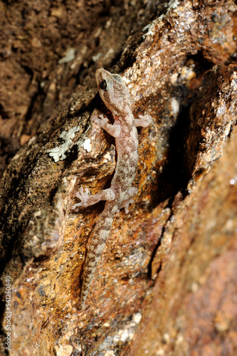 European leaf-toed gecko    Europ  ischer Blattfingergecko  Euleptes europaea  - Sardinia  Italy