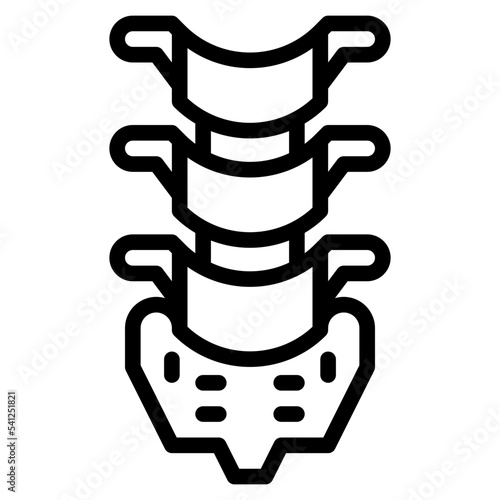 spine human body organ