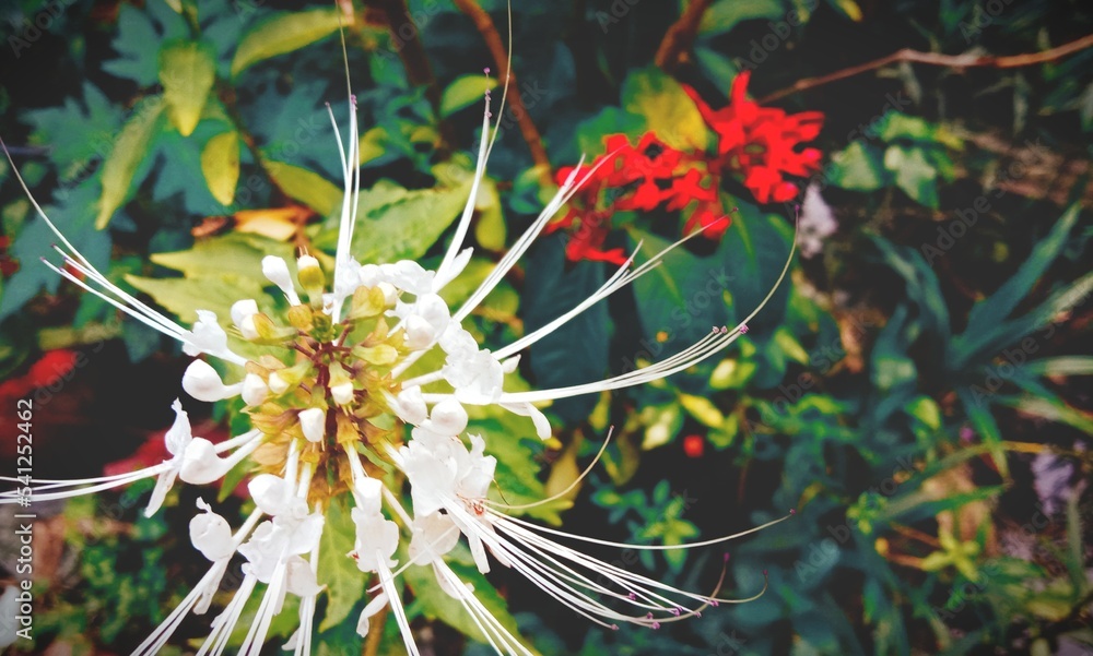Beautiful white cat's whiskers flowers Beautiful white cat's whiskers flowers