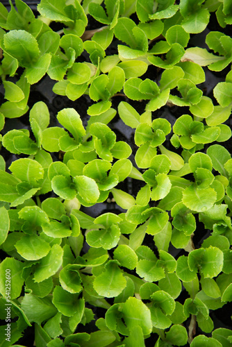 leaves in the pond