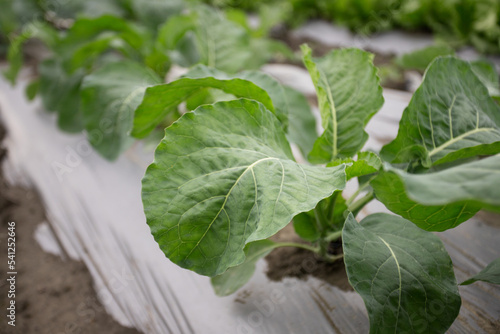 spinach leaves