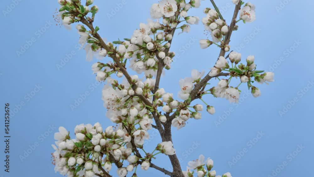 Blackthorn tree blossom timelapse on blue Blackthorn tree blossom timelapse on blue