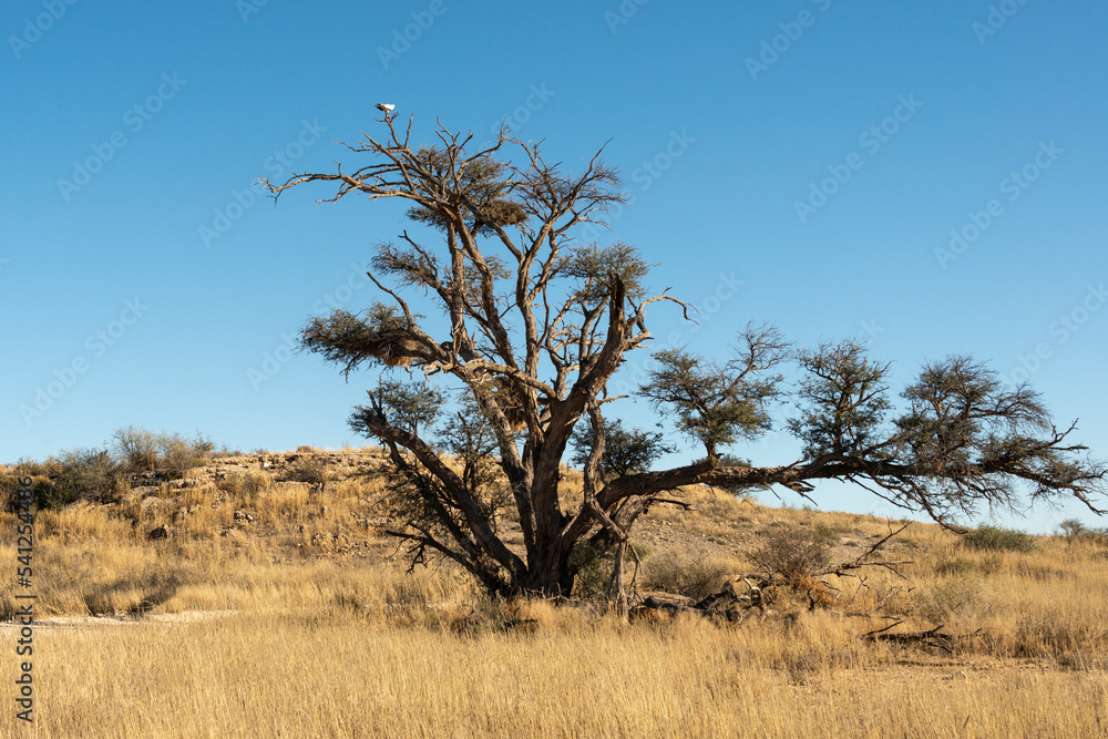Désert du Kalahari, Afrique du Sud Désert du Kalahari, Afrique du Sud
