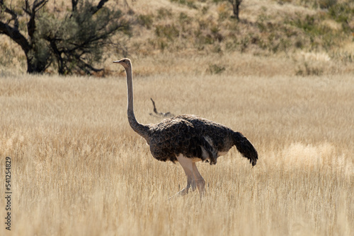 Autruche d'Afrique, .Struthio camelus, Common Ostrich, Désert du Kalahari, Afrique du Sud