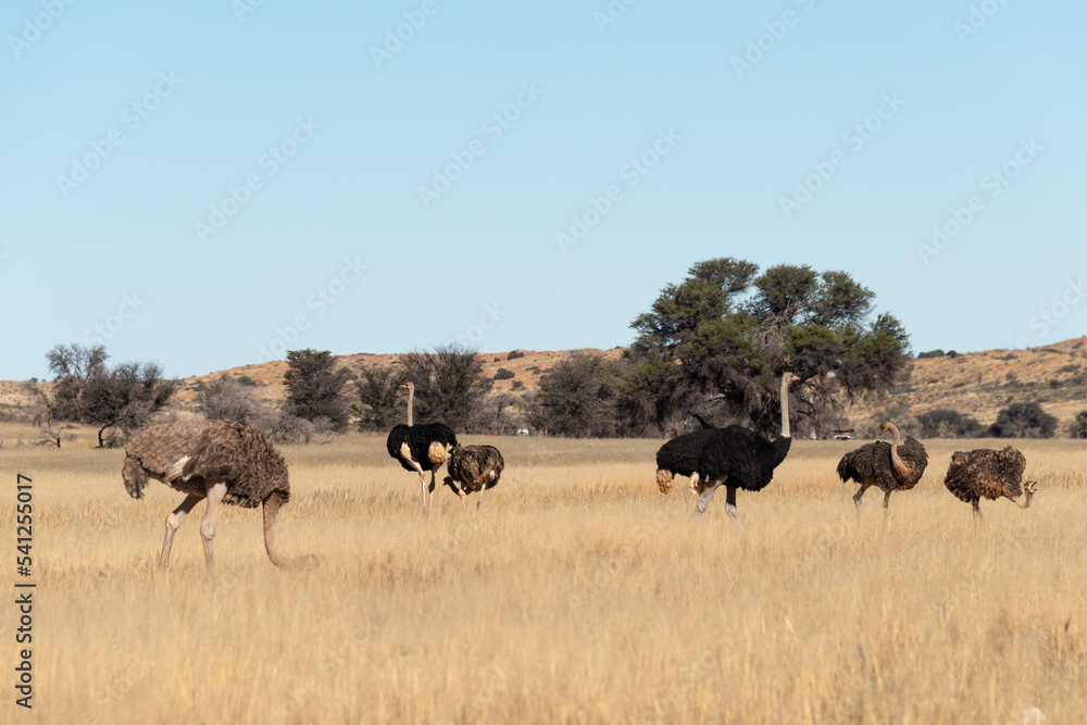 Autruche d'Afrique, .Struthio camelus, Common Ostrich, Désert du Kalahari, Afrique du Sud Autruche d'Afrique, .Struthio camelus, Common Ostrich, Désert du Kalahari, Afrique du Sud
