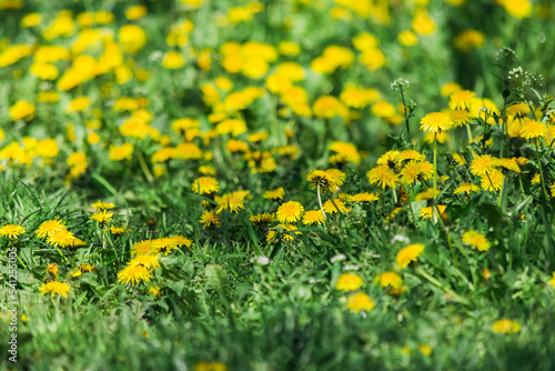 Meadow of yellow dandelions on a sunny day. Medicine natural plants in spring.