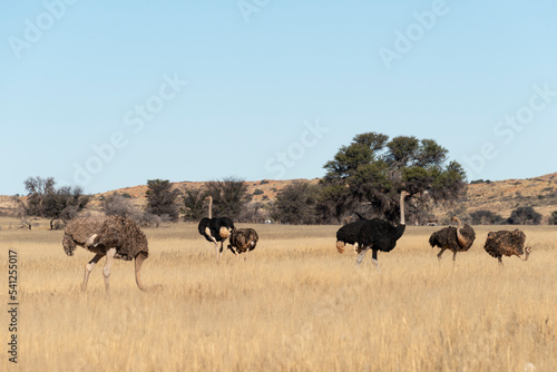 Autruche d'Afrique, .Struthio camelus, Common Ostrich, Désert du Kalahari, Afrique du Sud © JAG IMAGES