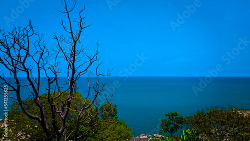 tree in the sea