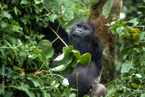 Gorille des montagnes, Gorilla beringei beringei, République démocratique du Congo © JAG IMAGES