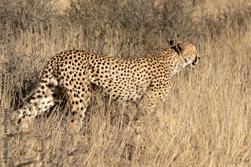 Guépard, cheetah, Acinonyx jubatus, Guépard, cheetah, Acinonyx jubatus, Parc national du Kalahari, Afrique du Sud Guépard, cheetah, Acinonyx jubatus, Guépard, cheetah, Acinonyx jubatus, Parc national du Kalahari, Afrique du Sud