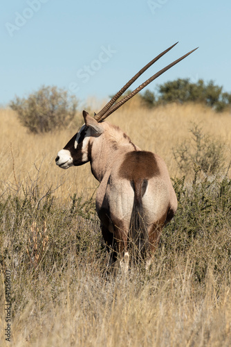 oryx gazelle, gemsbok, Oryx gazella, Parc national Kalahari, Afrique du Sud