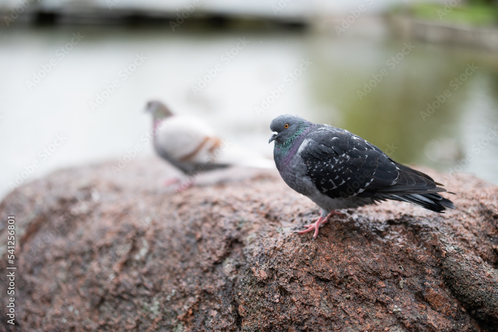 Two pigeons sit on edge of rock against background of water. Two pigeons sit on edge of rock against background of water.