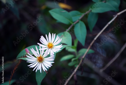 Flowers in Swamp