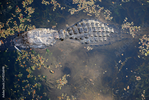 Alligator in Everglades detail