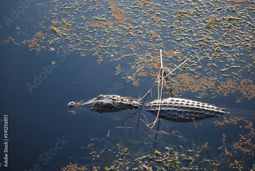 Alligator in Everglades