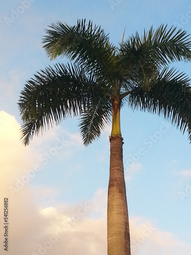 Palm Tree