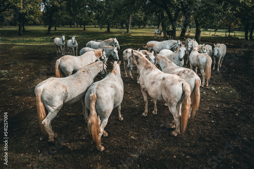 Vászonkép Herd of horses
