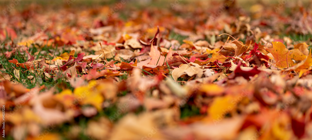 Moody, one fall leaf on green grass in the park