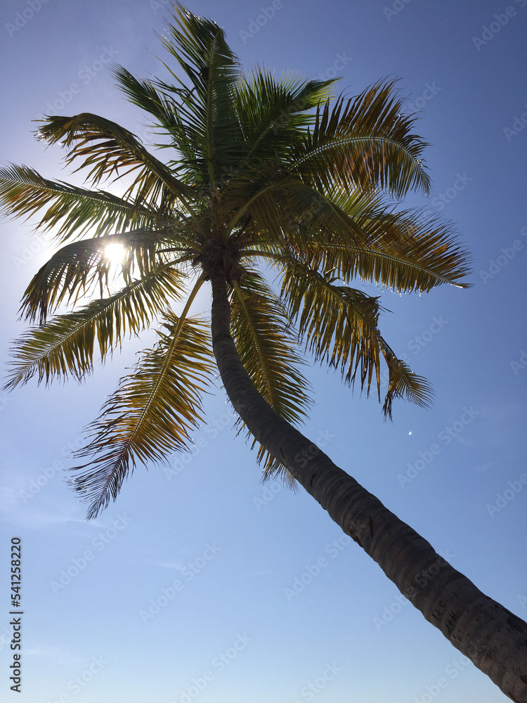 Palmera Palmera