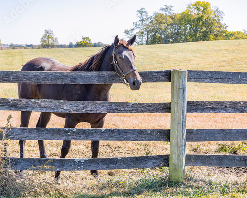 A Thoroughbred yearling filly looking over a four-board wooden fence in a pasture. © Margaret Burlingham