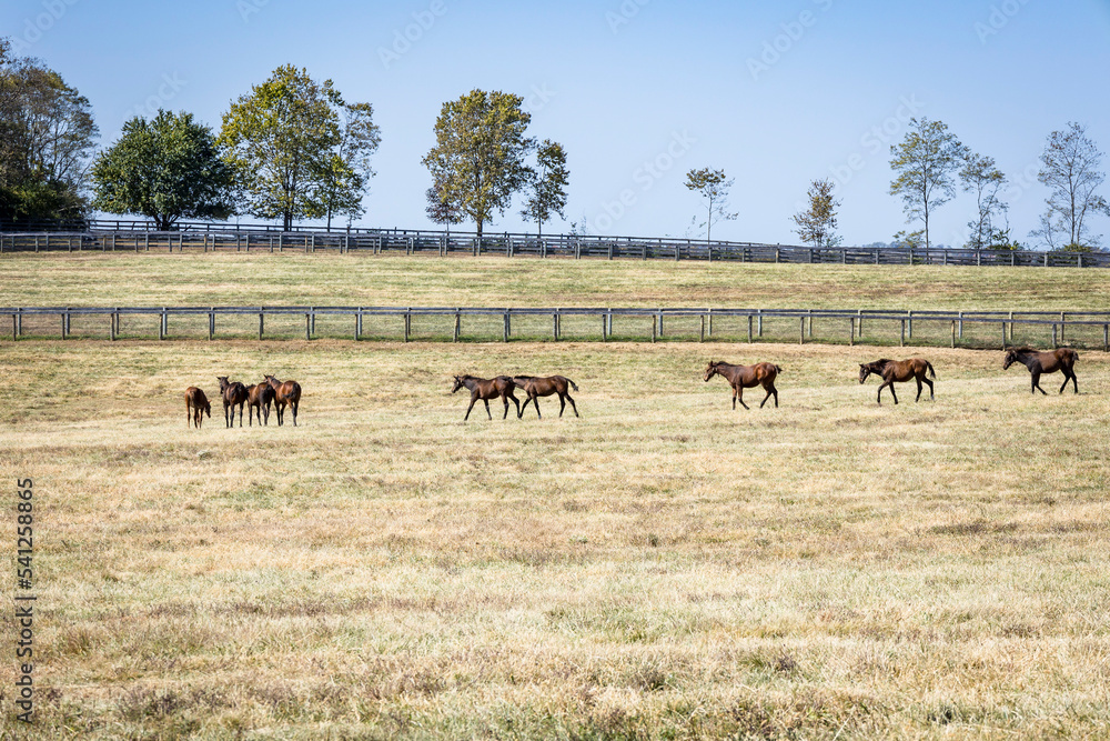 Obraz premium A herd of weanling Thoroughbred foals walking across a large dry pasture during a drought.
