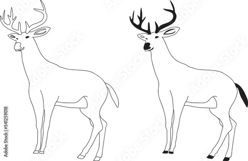 deer vector illustration