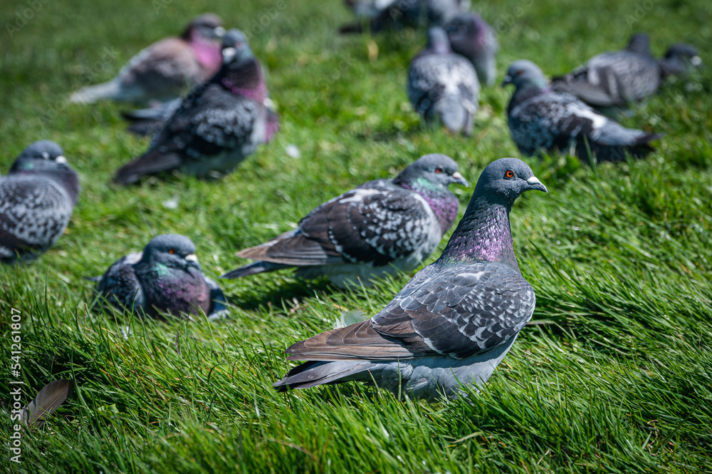 A flock of pigeons resting on grass, Sandown, Isle of Wight A flock of pigeons resting on grass, Sandown, Isle of Wight