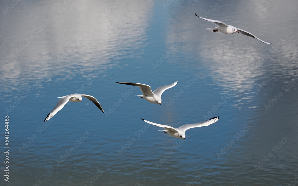 Closeup of four black-headed gulls (Chroicocephalus ridibundus) in flight (winter plumage) on the bottom of the blue sea Closeup of four black-headed gulls (Chroicocephalus ridibundus) in flight (winter plumage) on the bottom of the blue sea