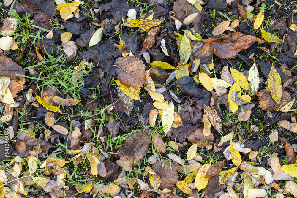 Leaves on the ground