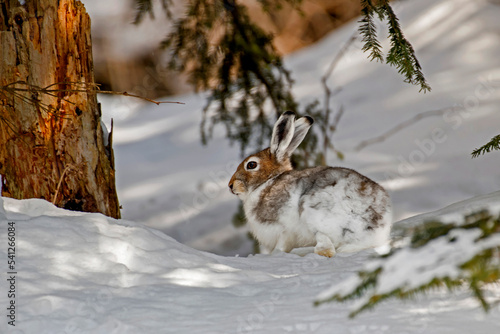 Molting mountain hare or white hare (Lepus timidus) lying down on the snow in the typical mountain environment in soft morning sun light. Piedmont, Italian Alps