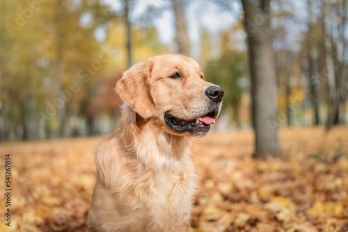 Portrait of a beautiful purebred golden retriever in the park in the fallen leaves.