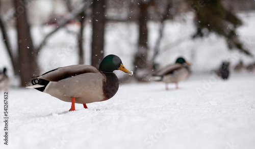 Winter portrait of a duck in a winter public park. Duck birds are standing or sitting in the snow. Migration of birds. Ducks and pigeons in the park are waiting for food from people. © Анатолий Савицкий