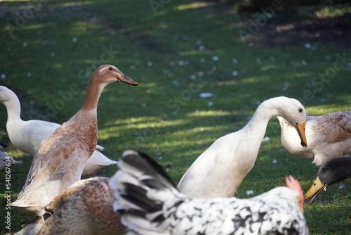 Laufente Vogel Haustier Natur Tier Geflügel fressend tanzend photo