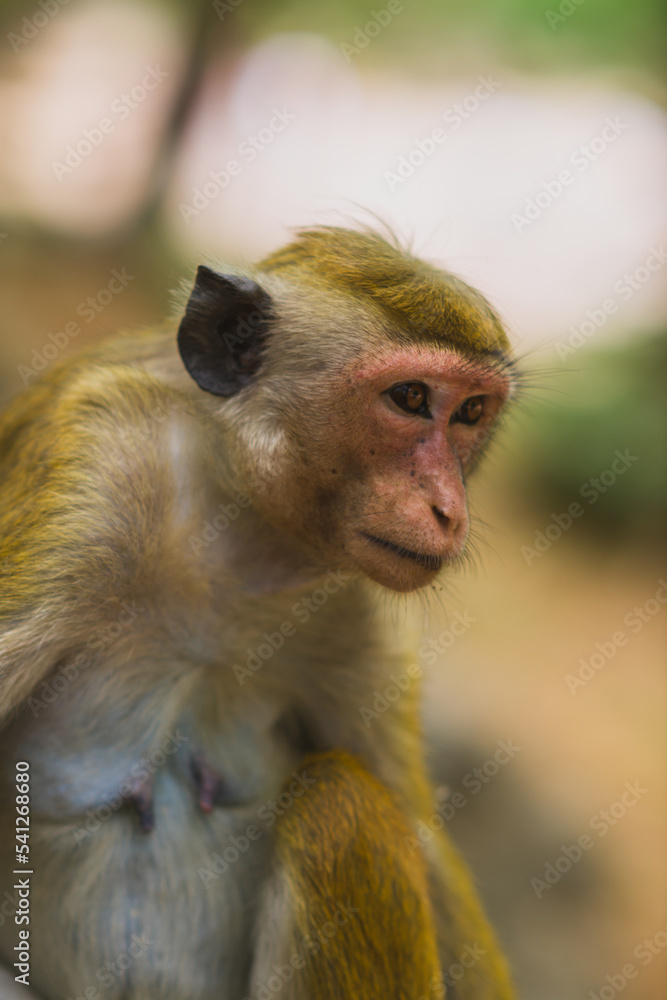 Obraz premium Monkey on the island of Sri Lanka in the wild