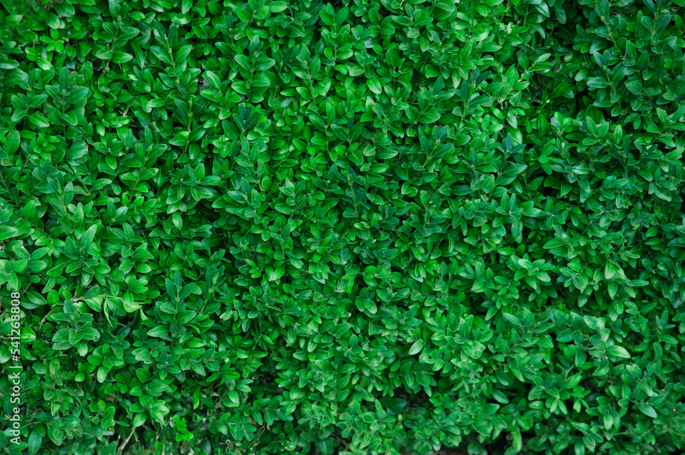 rich green leafy background. leaves on a bush in the park close up rich green leafy background. leaves on a bush in the park close up