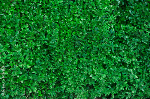 rich green leafy background. leaves on a bush in the park close up 